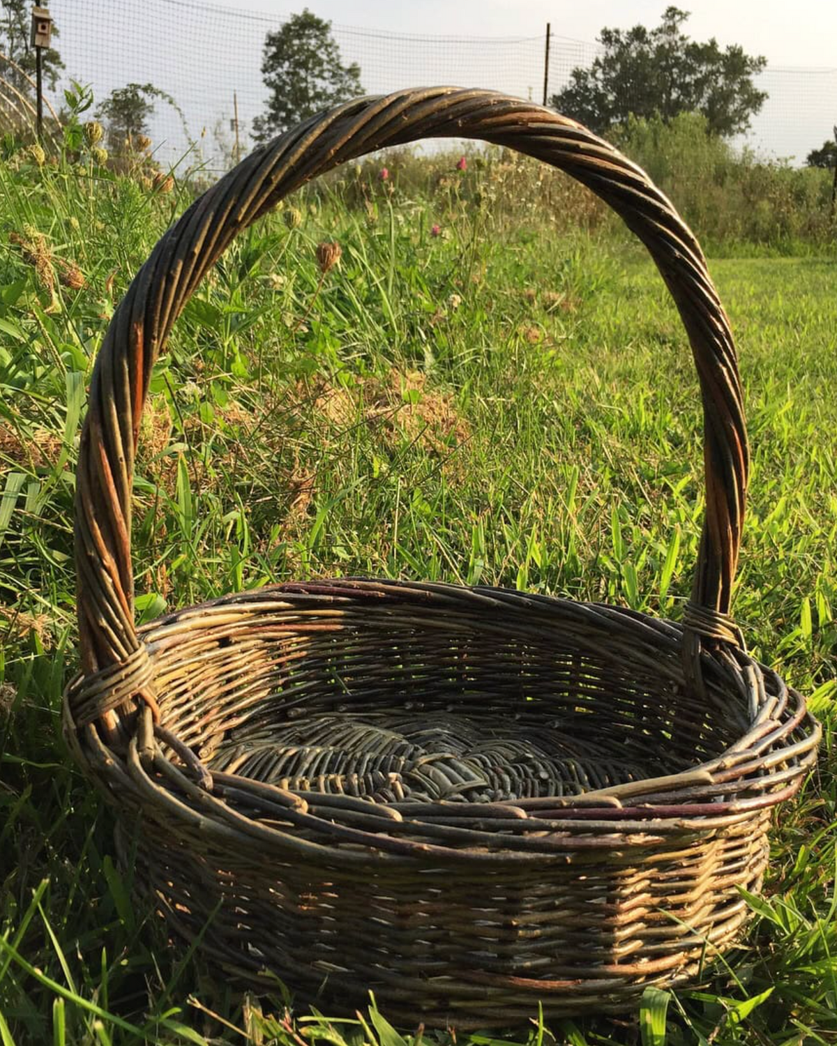 Willow Basket Weaving