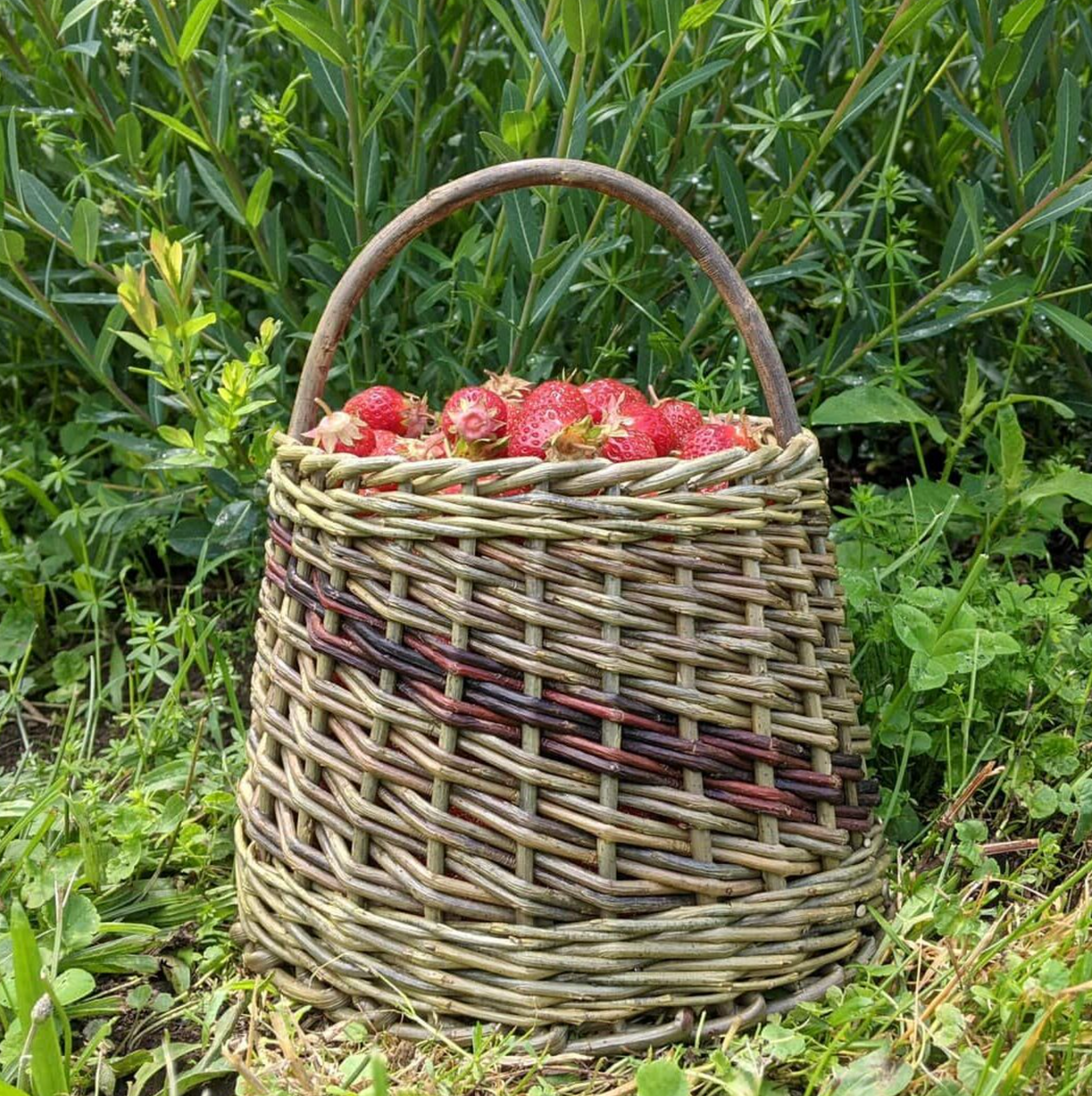 Willow Basket Weaving