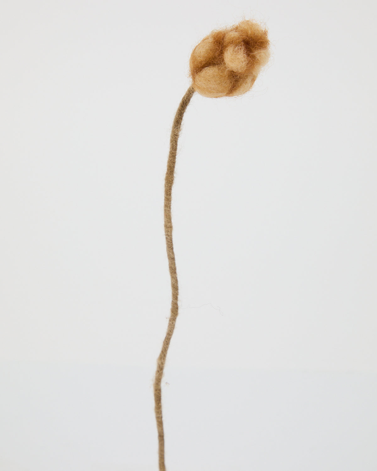 Wool Seed Pod from Aveva