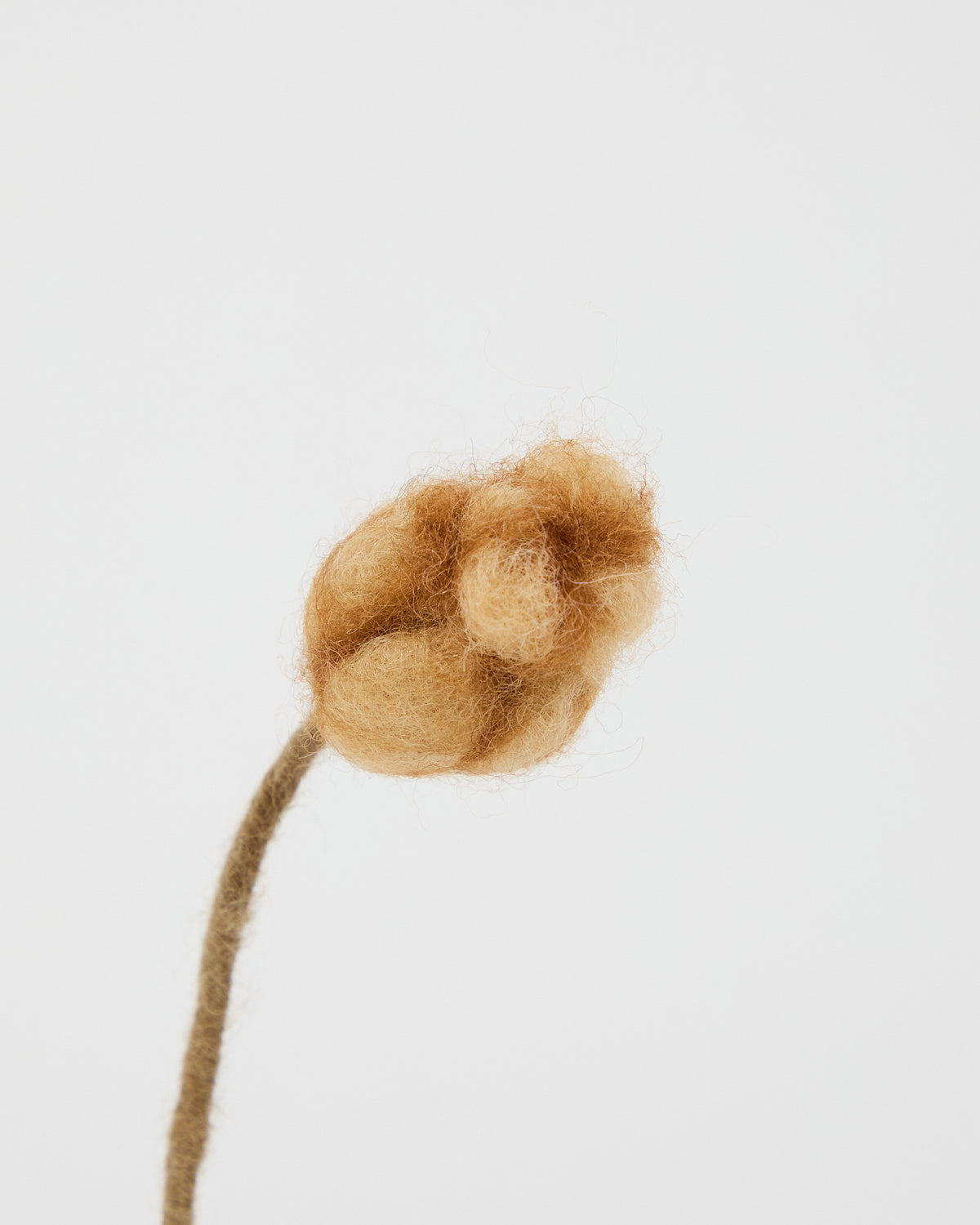Wool Seed Pod from Aveva