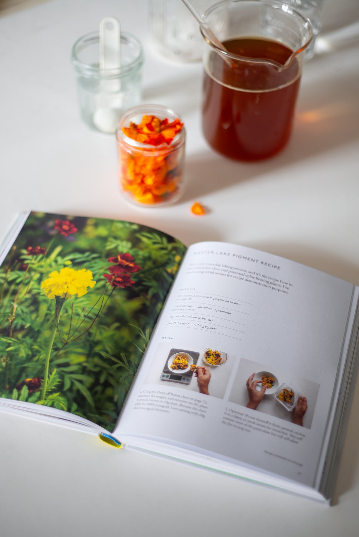 From Plant to Pigment: A Book Talk with Natalie Stopka